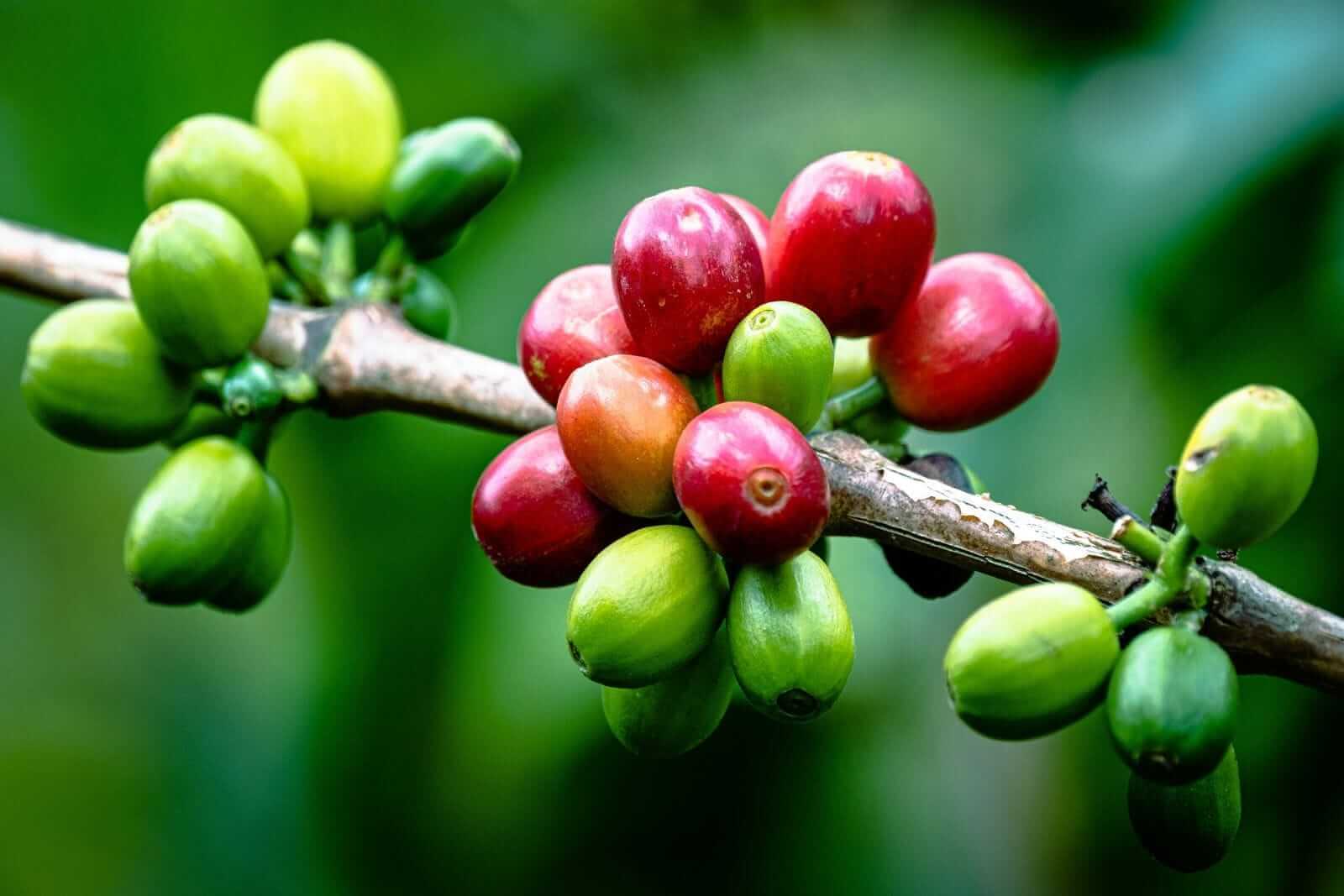 Nhận định xu hướng giá cà phê Robusta ngày 03/10/2025