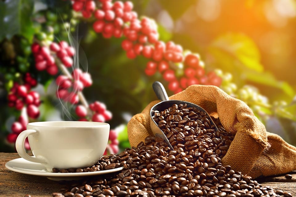 Nhận định xu hướng giá cà phê Arabica ngày 18/07/2025